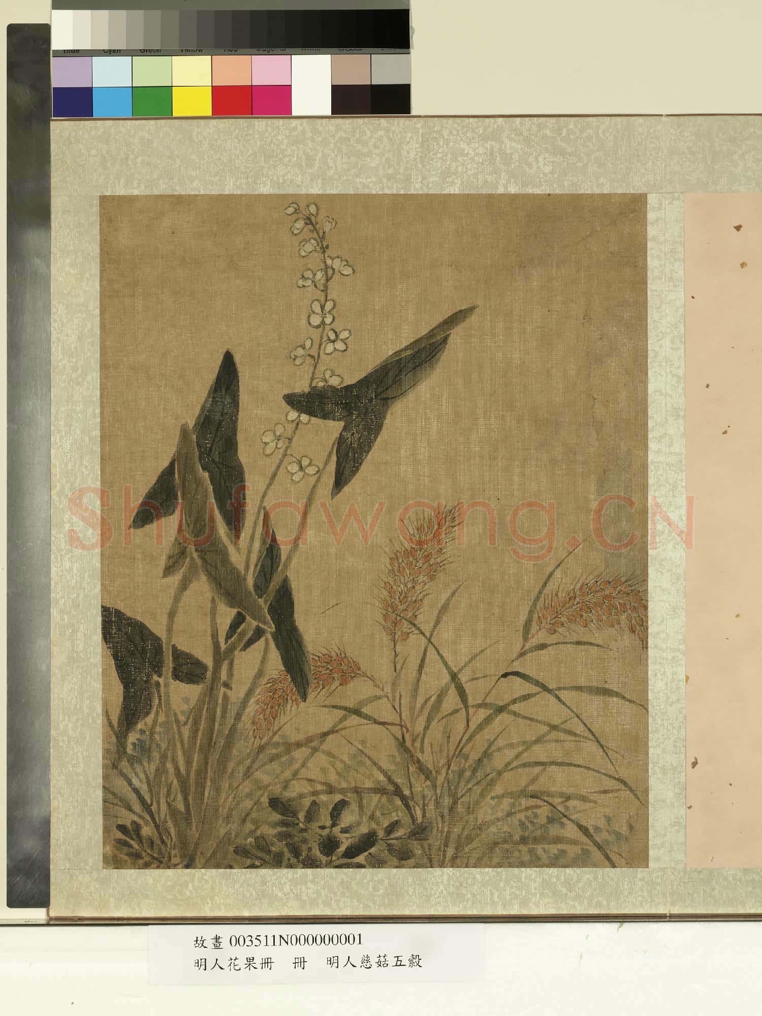 明人花果冊.冊.明人慈姑五榖故畫