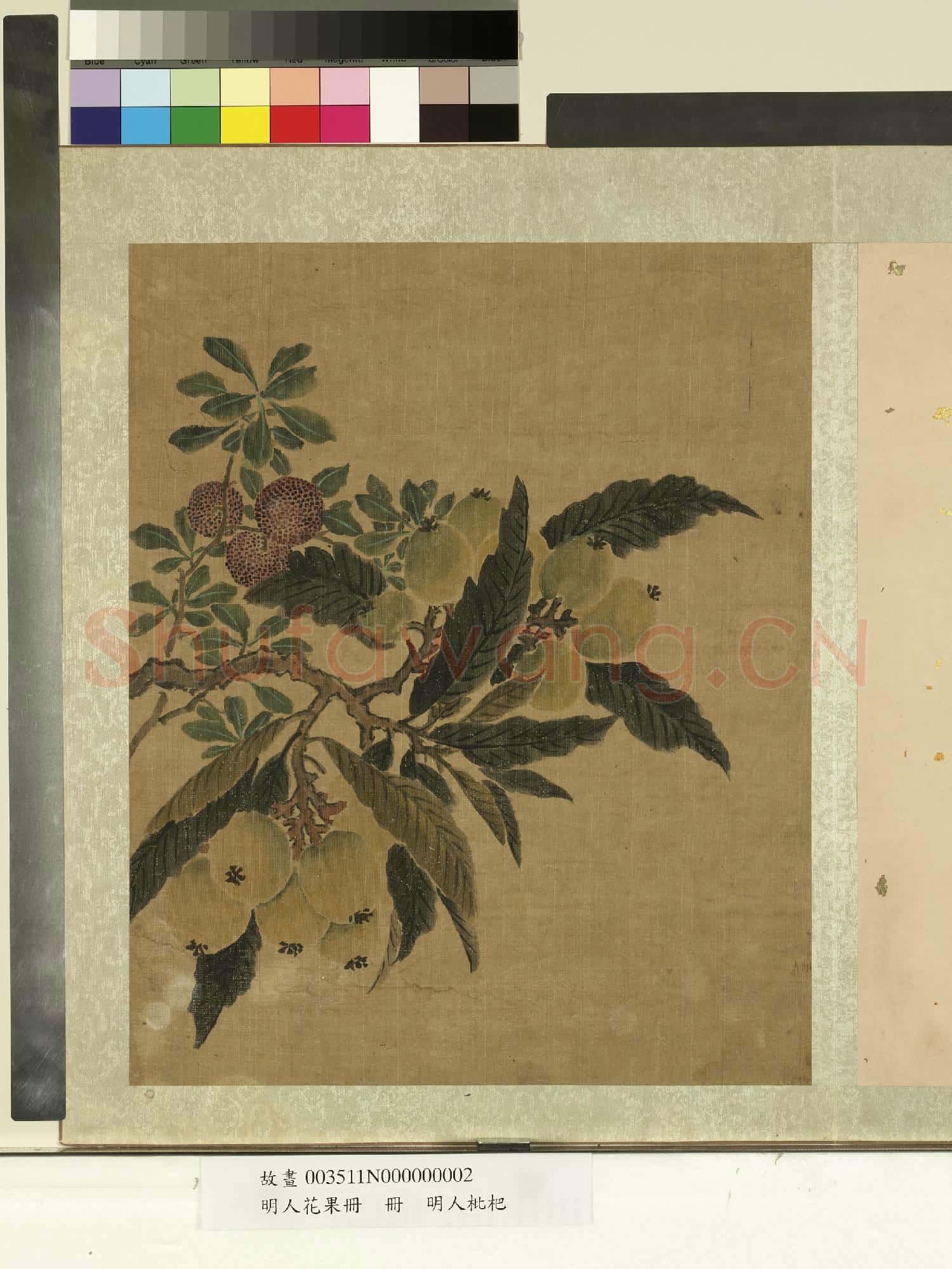 明人花果冊.冊.明人枇杷故畫
