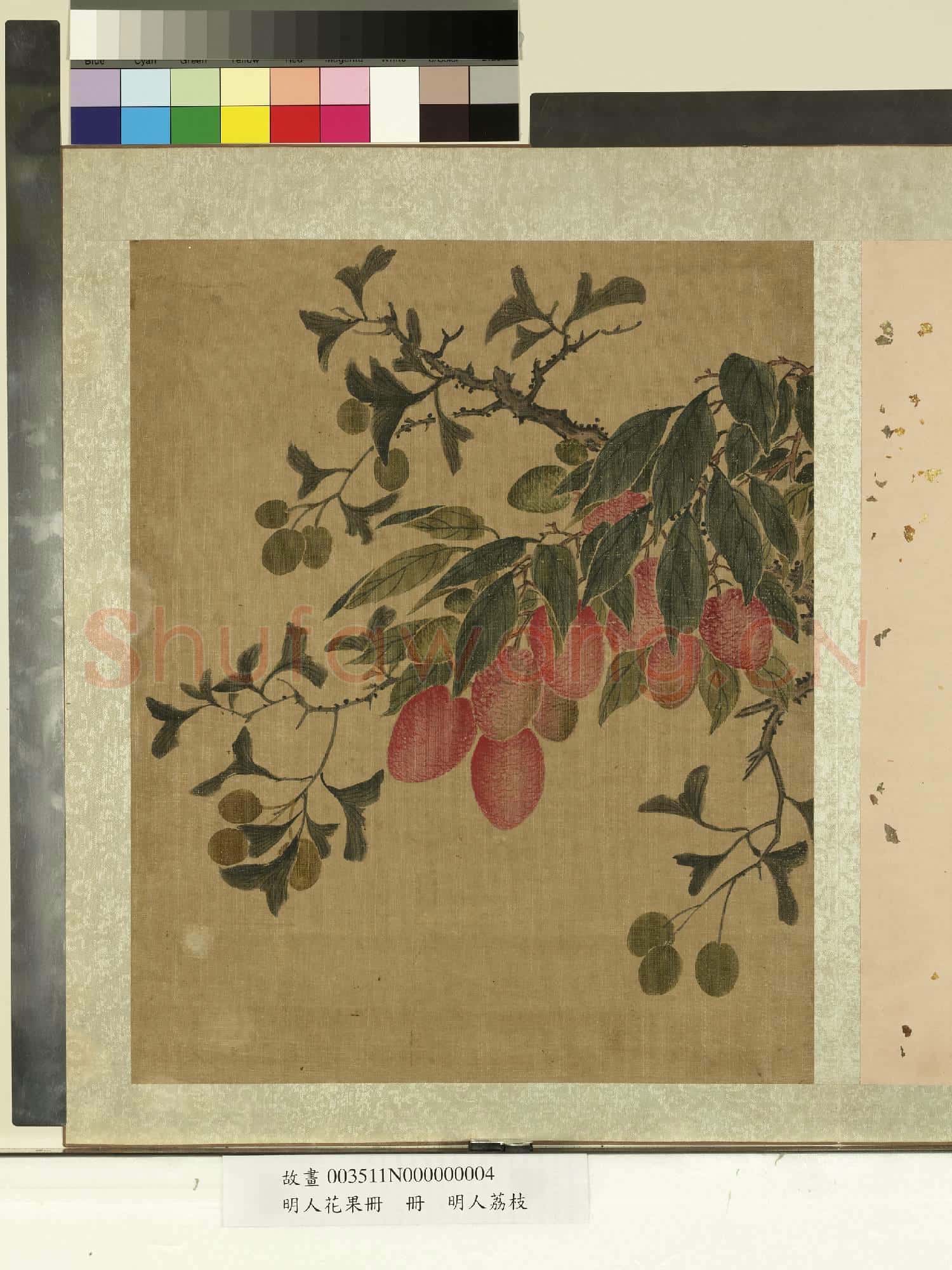 明人花果冊.冊.明人荔枝故畫