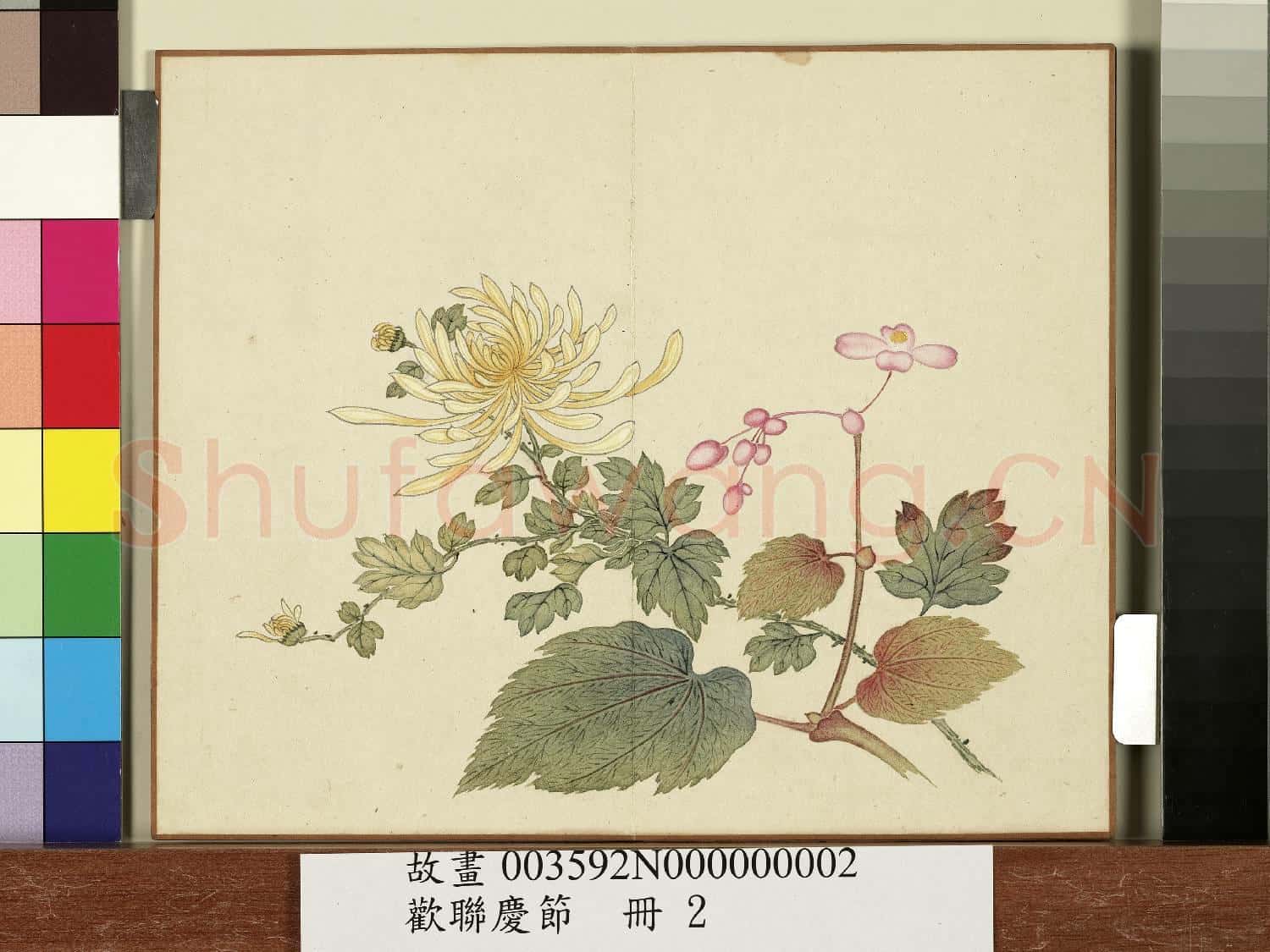 歡聯慶節.冊.菊花秋海棠故畫