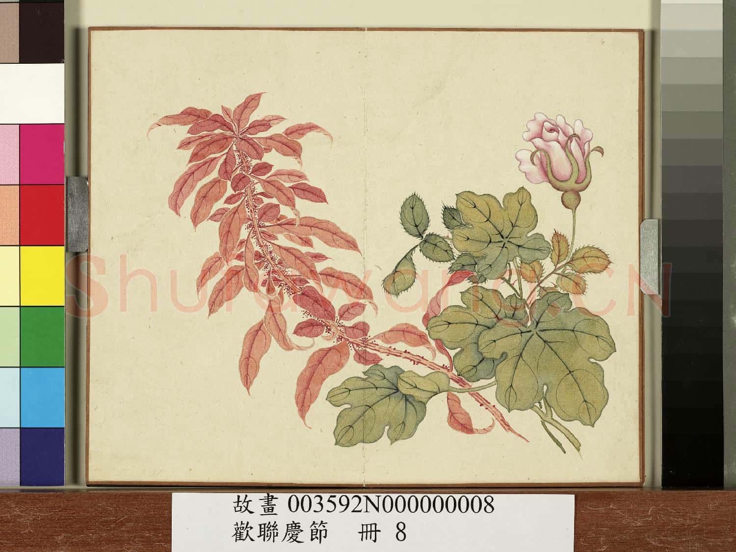 歡聯慶節.冊.月季雁來紅故畫