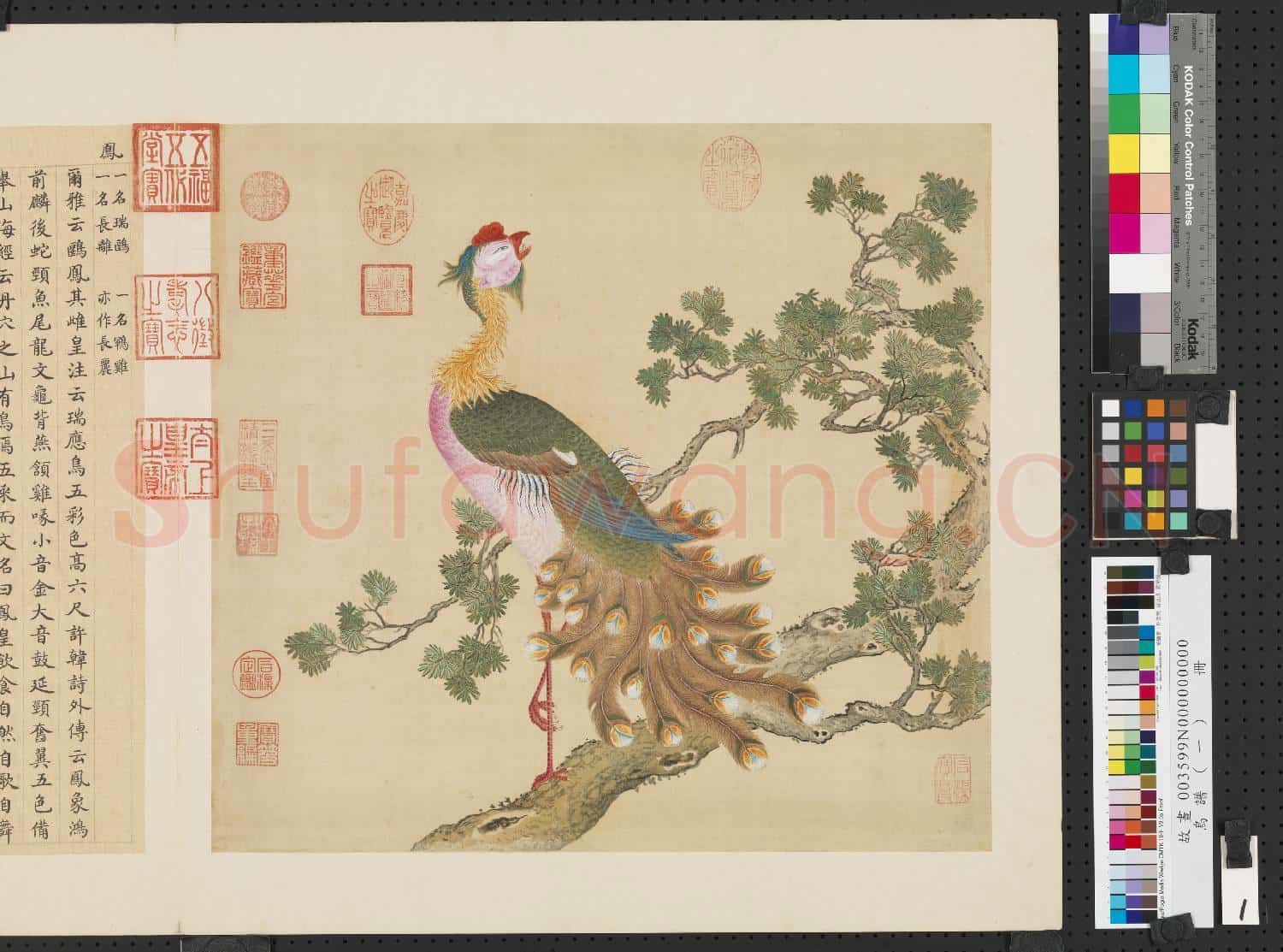鳥譜(一)冊.鳳故畫