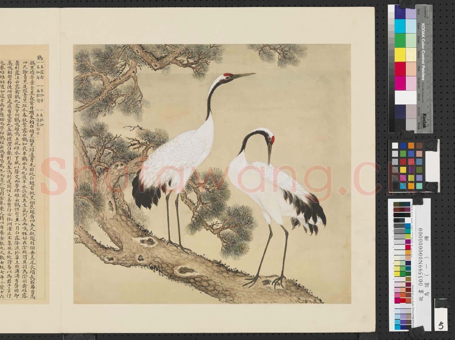 鳥譜(一)冊.鶴故畫