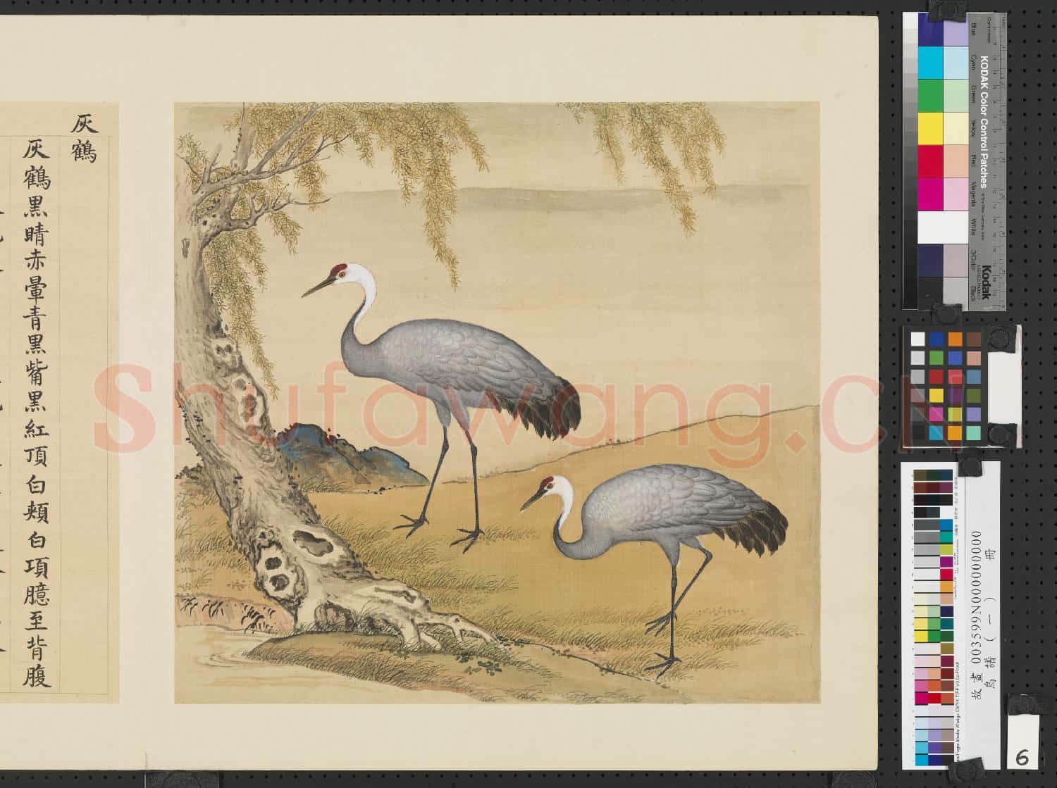 鳥譜(一)冊.灰鶴故畫