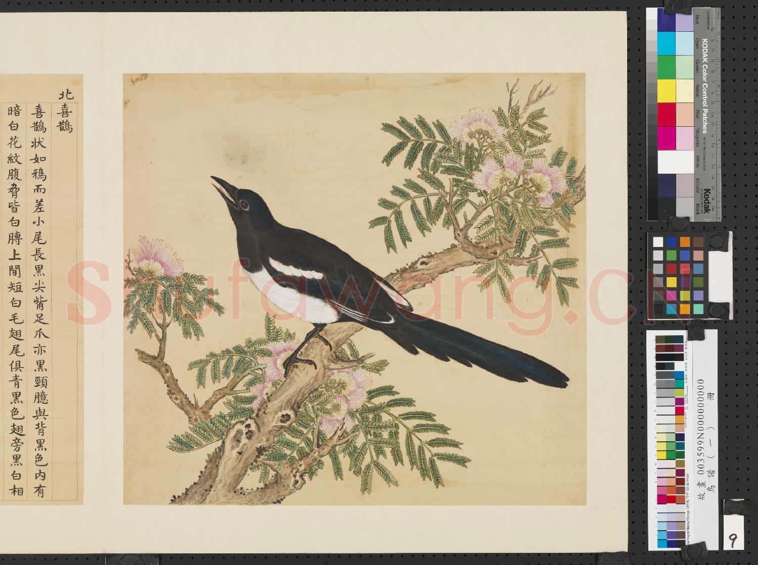 鳥譜(一)冊.北喜鵲故畫