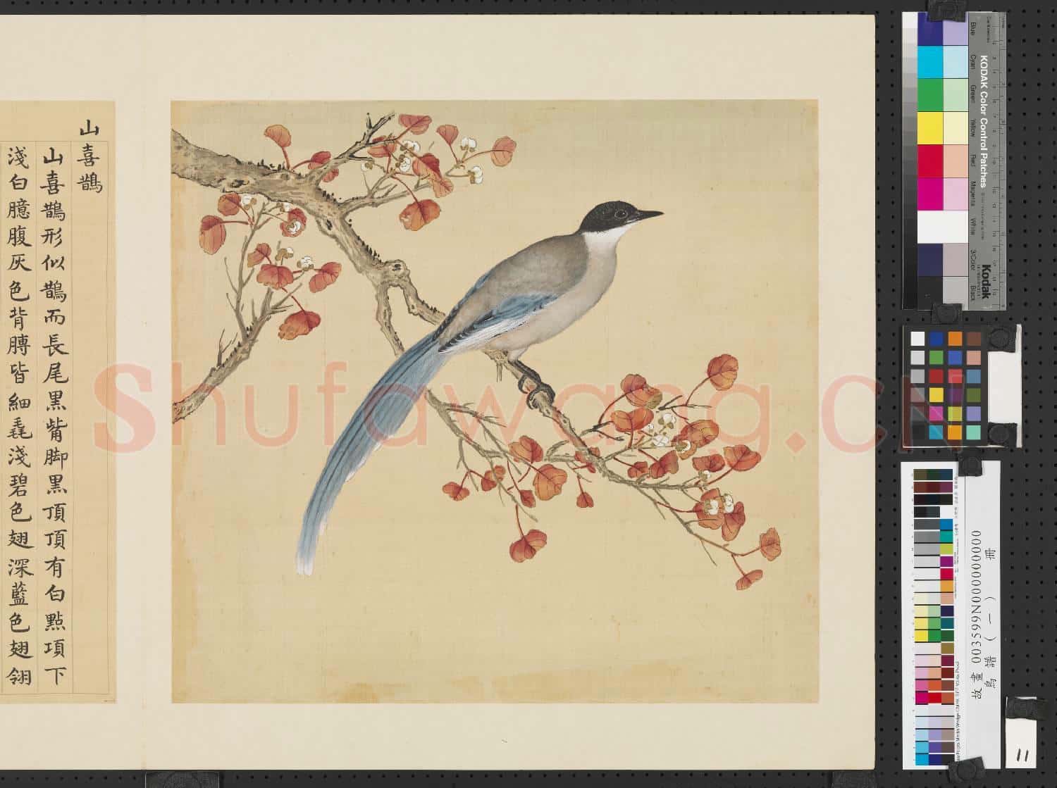 鳥譜(一)冊.山喜鵲故畫