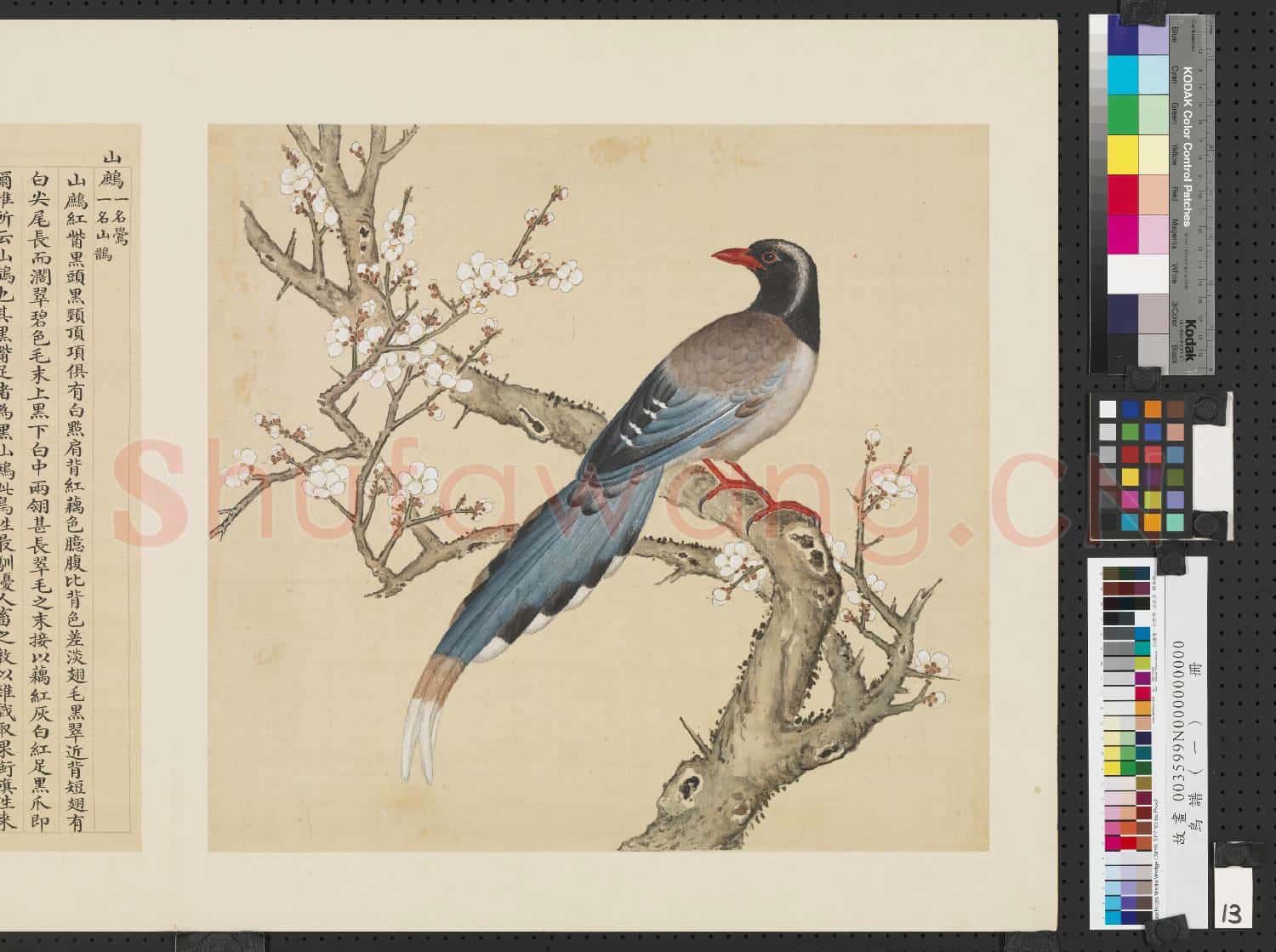 鳥譜(一)冊.山鷓故畫