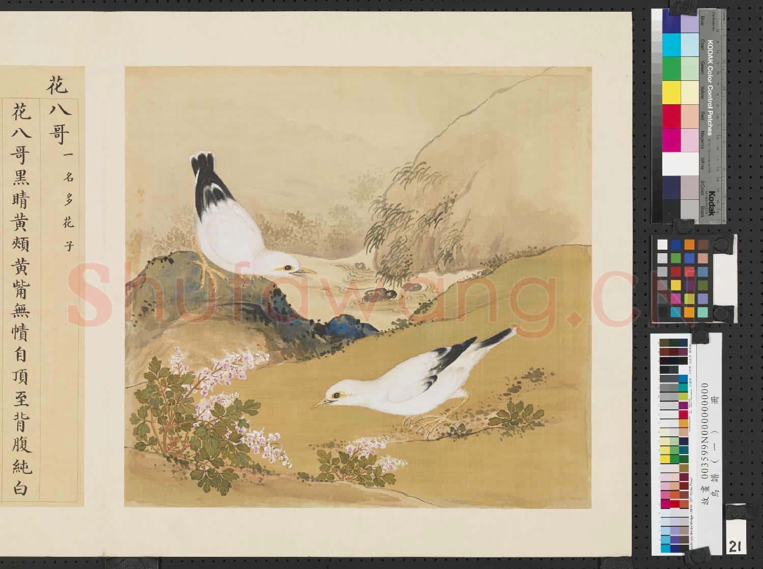 鳥譜(一)冊.花八哥故畫