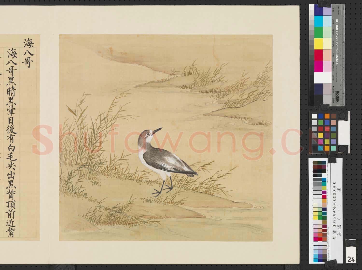 鳥譜(一)冊.海八哥故畫