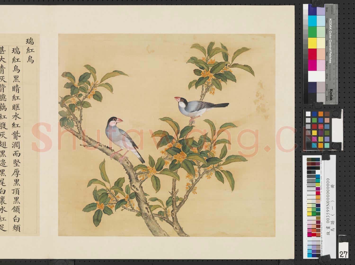 鳥譜(一)冊.瑞紅鳥故畫