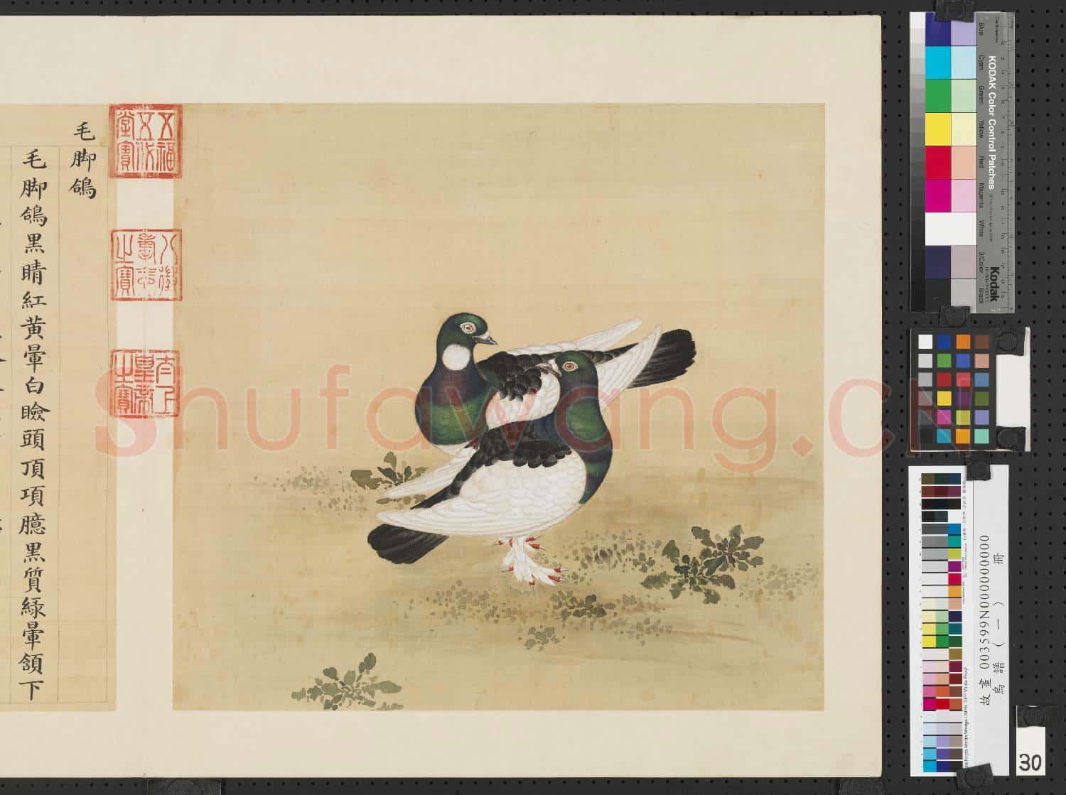 鳥譜(一)冊.毛腳鴿故畫