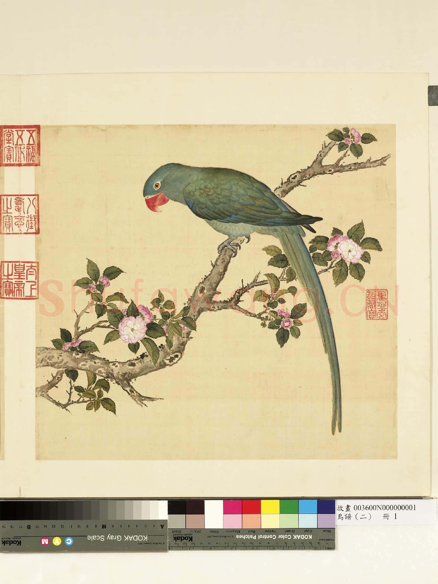 鳥譜(二)冊.西綠鸚哥故畫