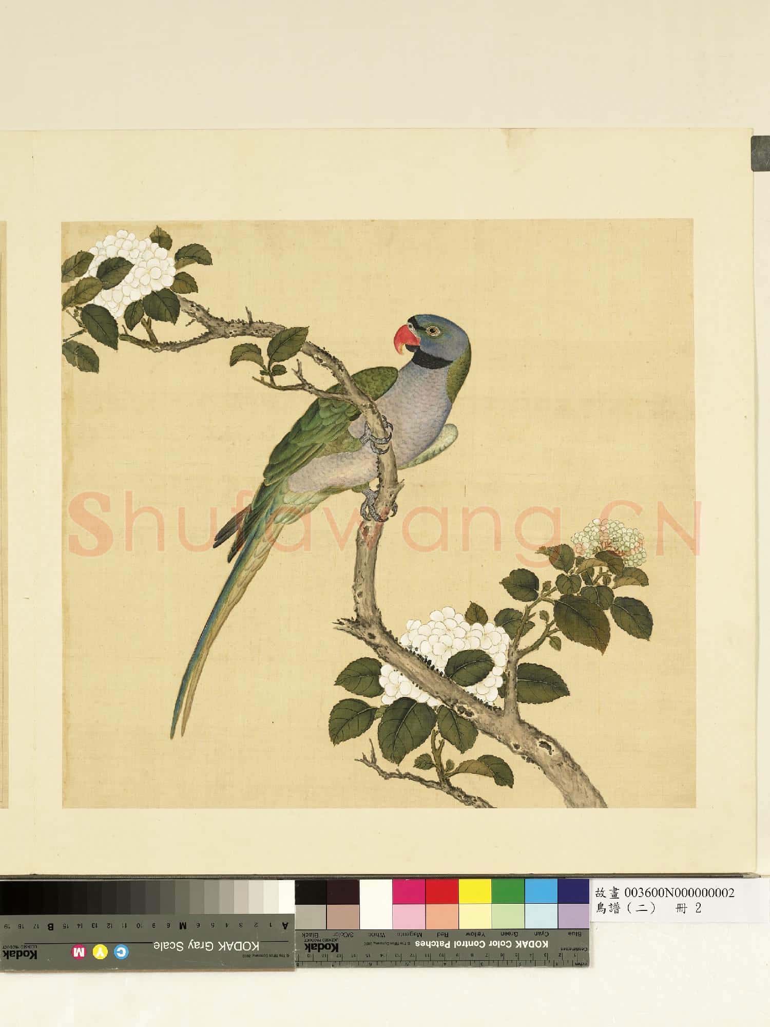 鳥譜(二)冊.南綠鸚哥故畫