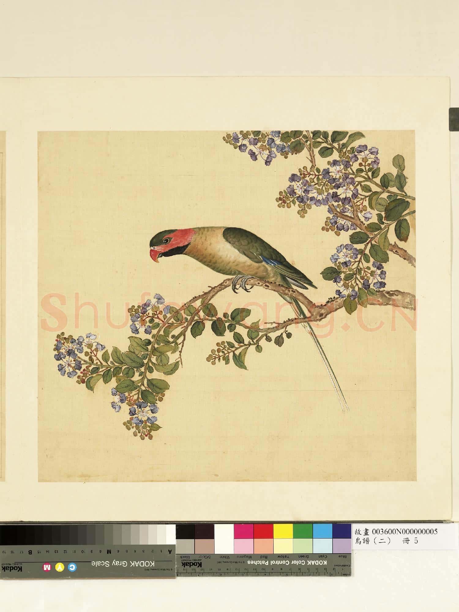 鳥譜(二)冊.紅頰綠鸚哥故畫