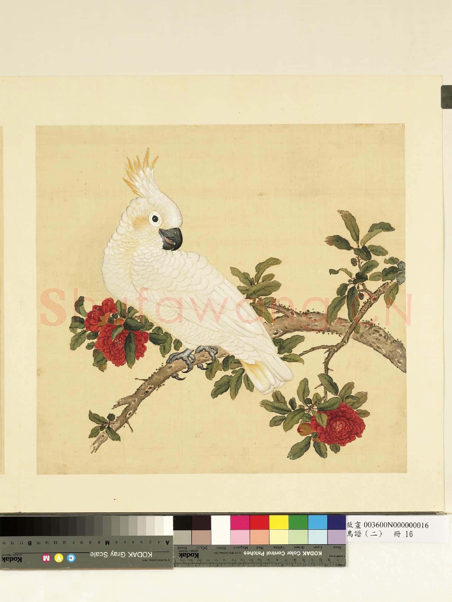 鳥譜(二)冊.葵黃頂花小白鸚鵡故畫