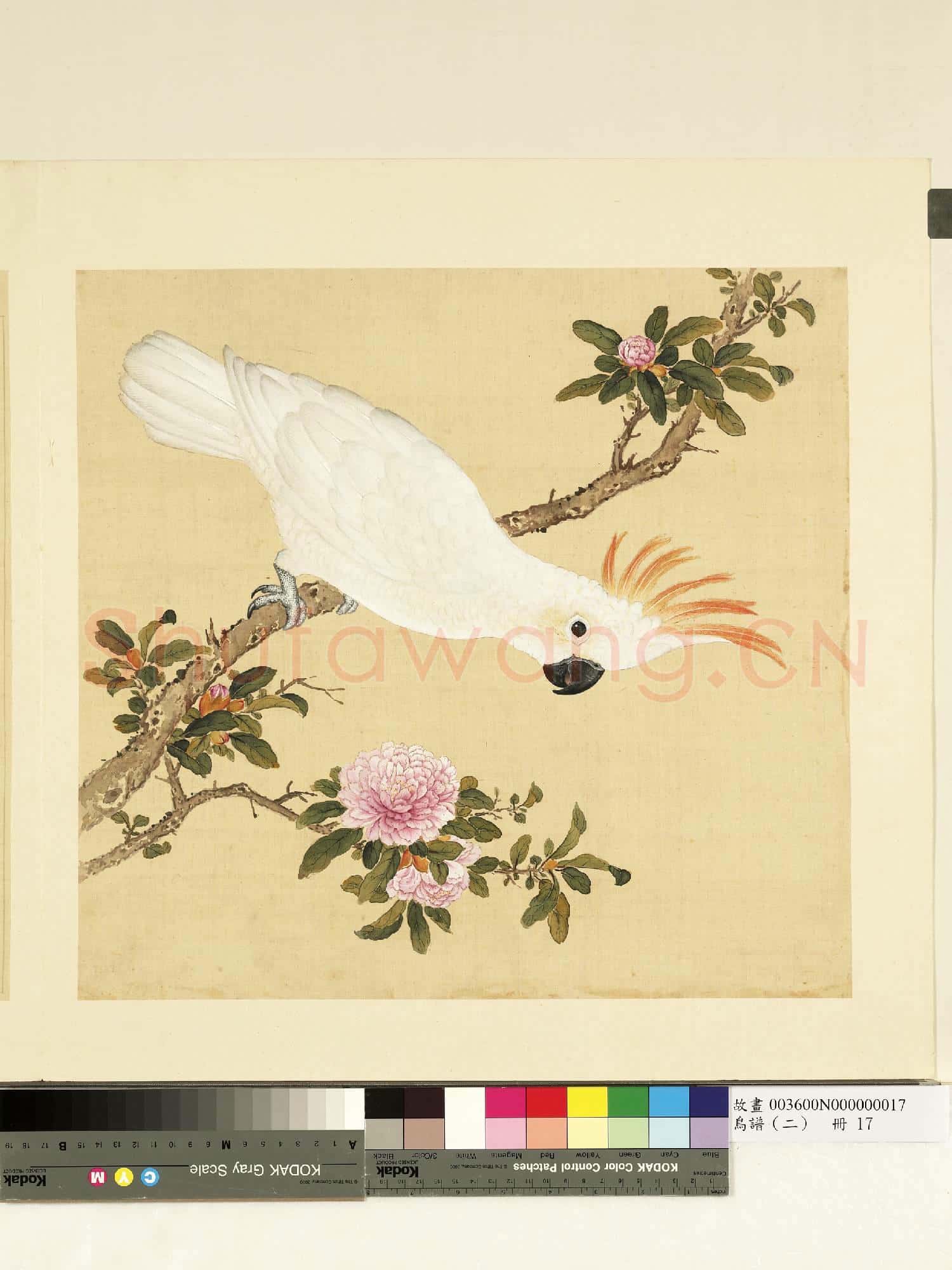 鳥譜(二)冊.牙色頂花小白鸚鵡故畫