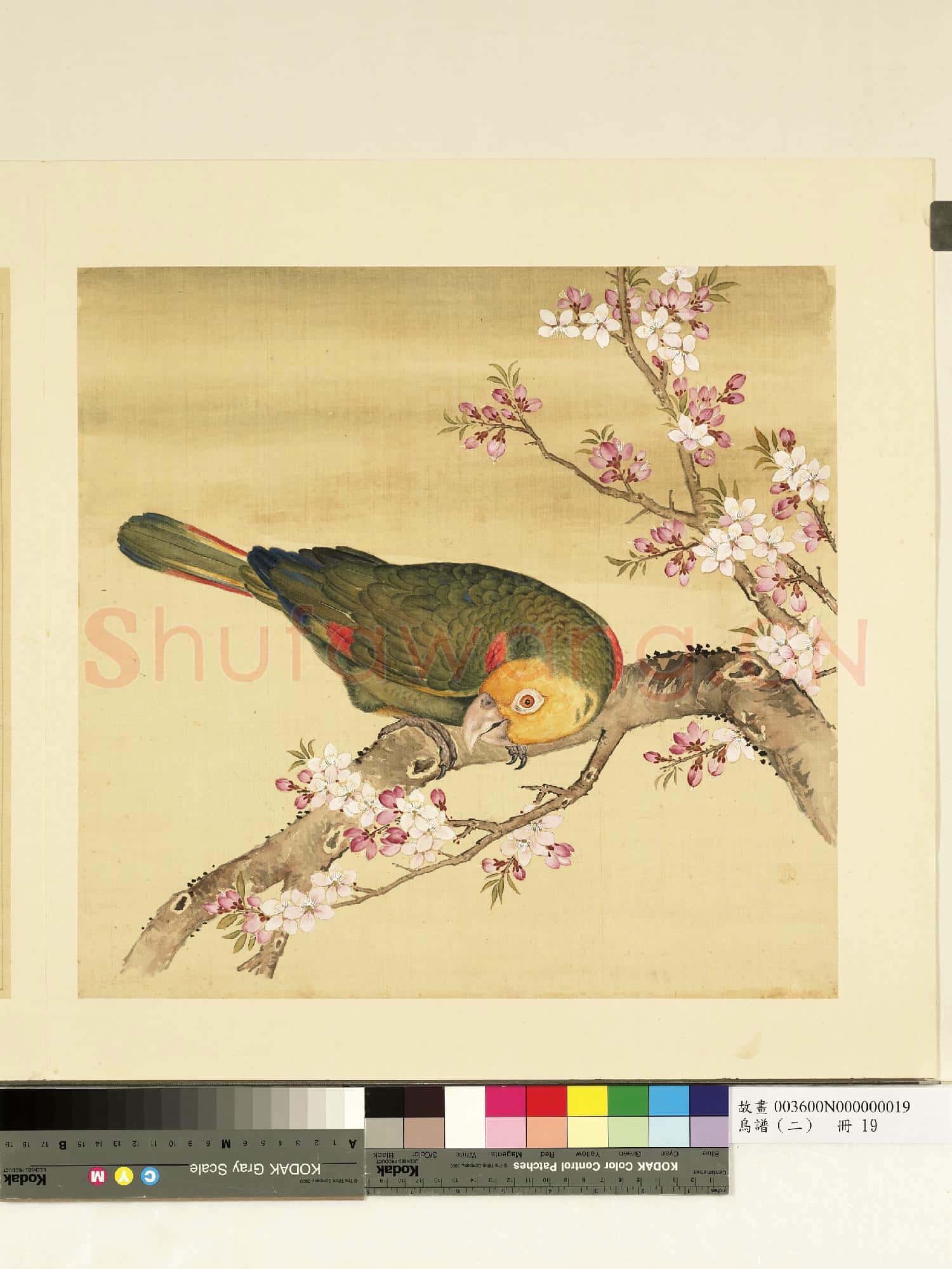 鳥譜(二)冊.金頭鸚鵡故畫