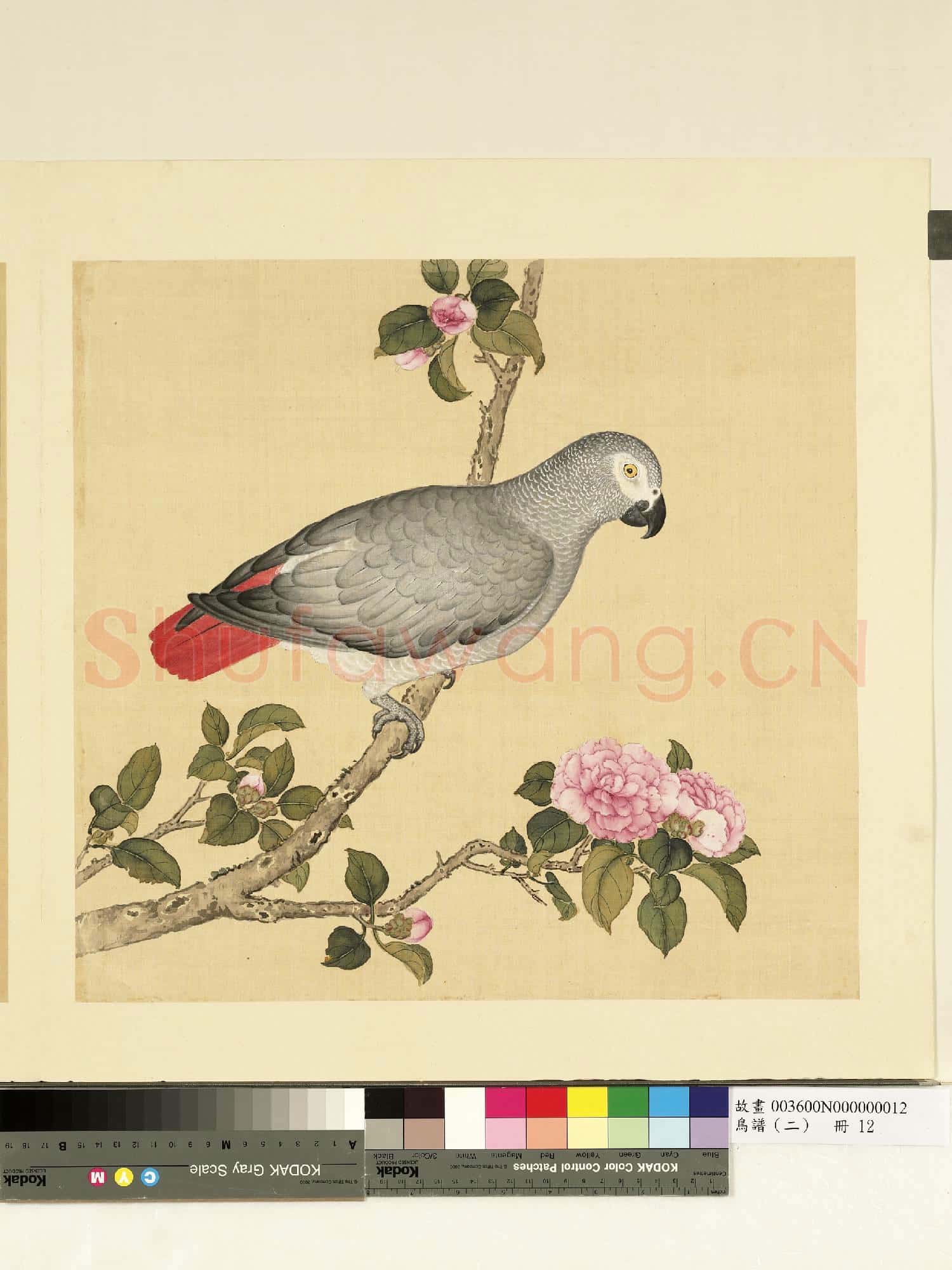 鳥譜(二)冊.灰色洋鸚哥故畫