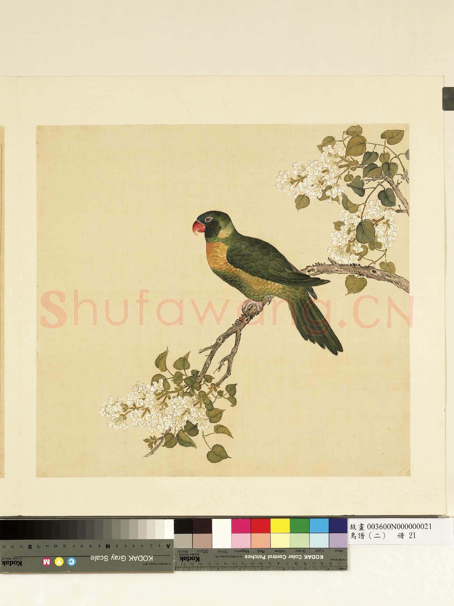 鳥譜(二)冊.黃丁香鳥故畫