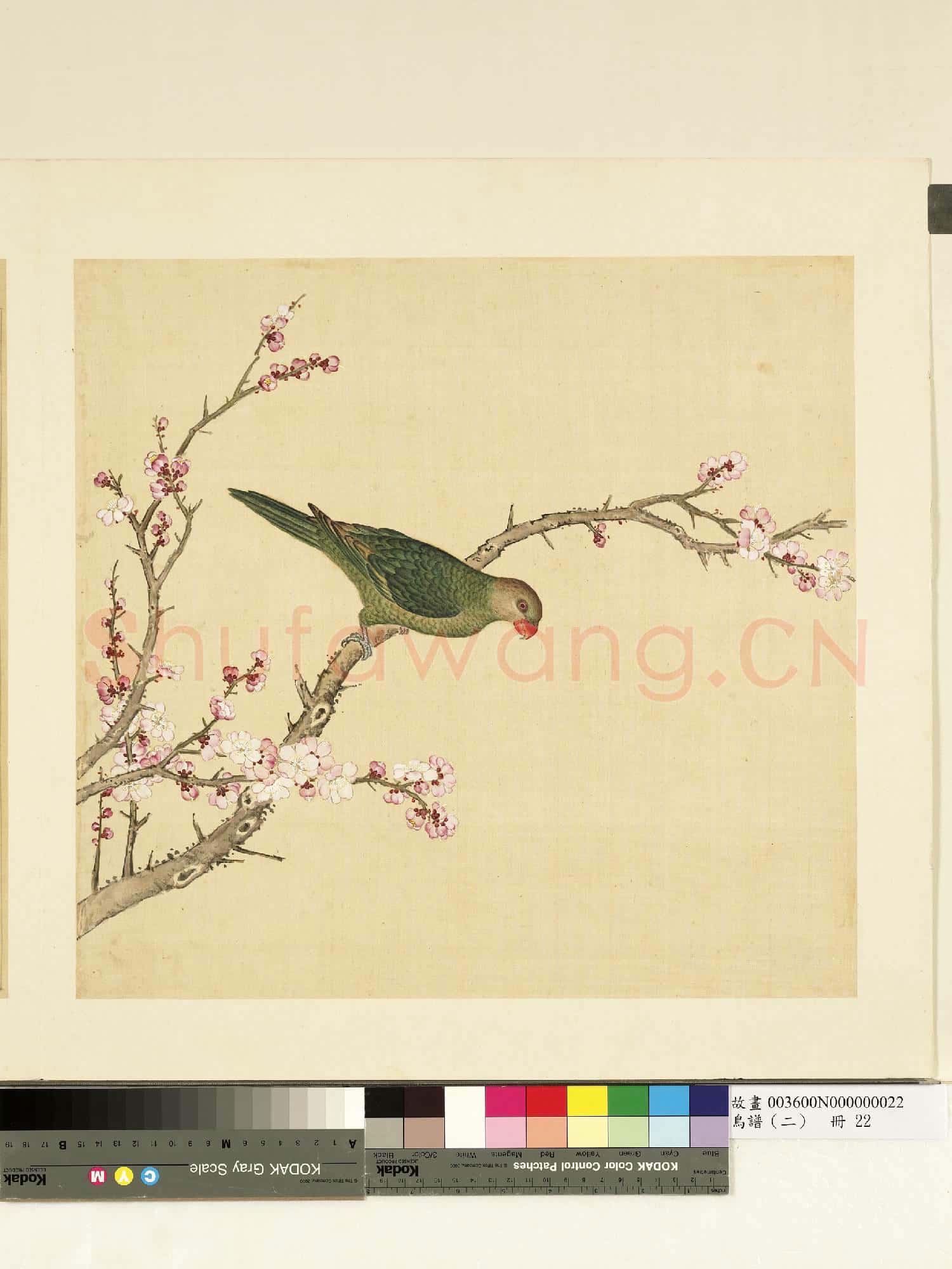 鳥譜(二)冊.綠丁香鳥故畫