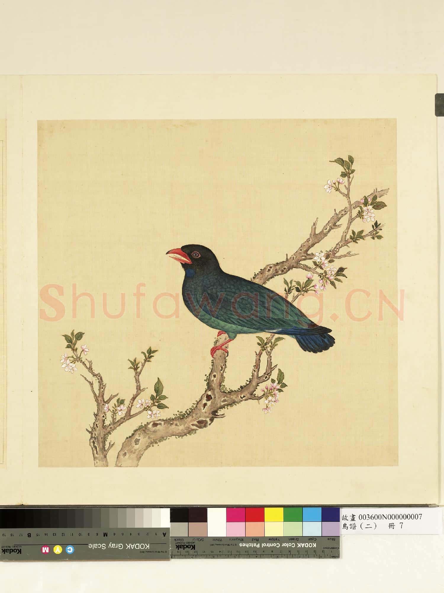 鳥譜(二)冊.山鸚哥故畫