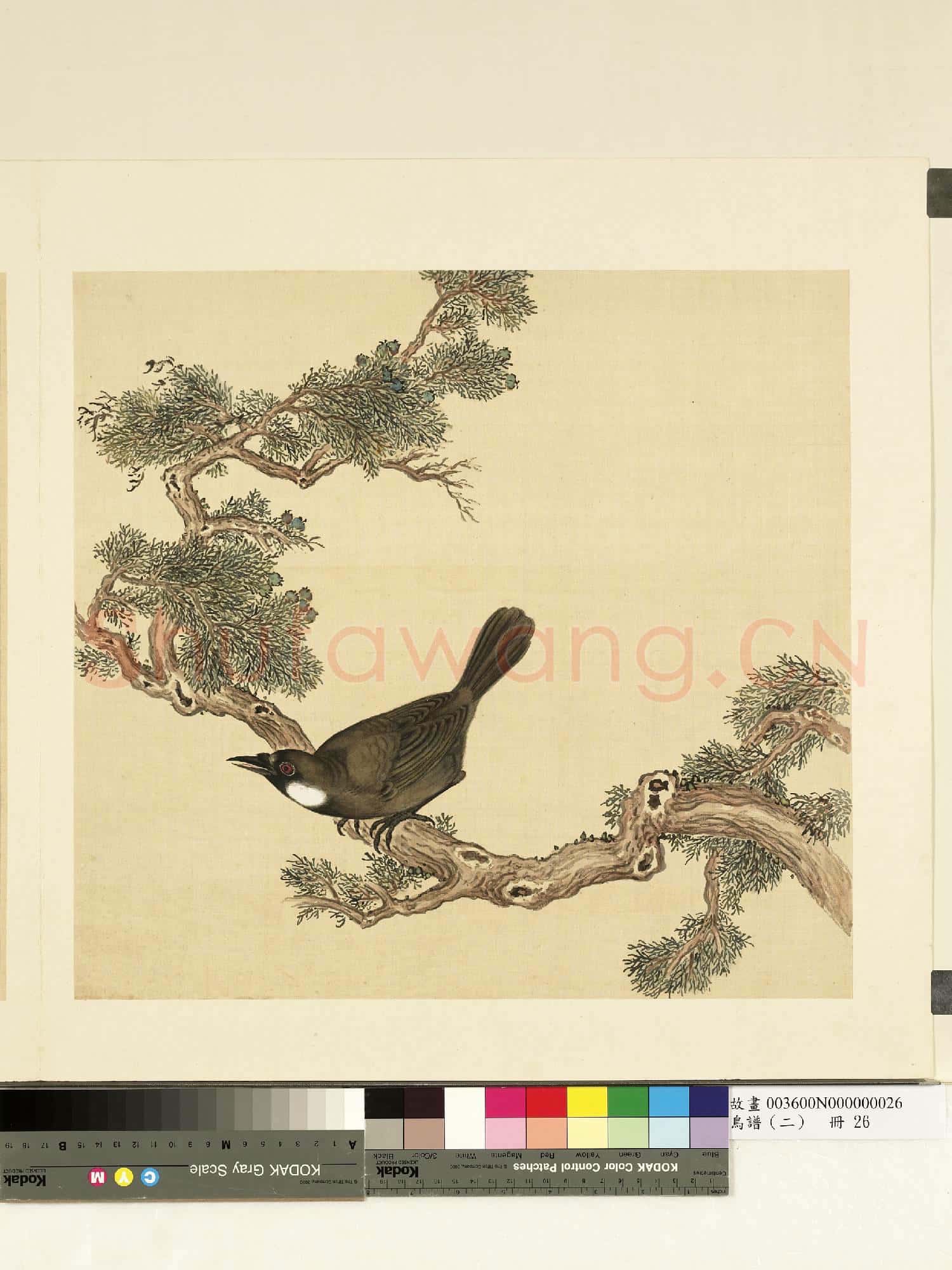 鳥譜(二)冊.珊瑚鳥故畫