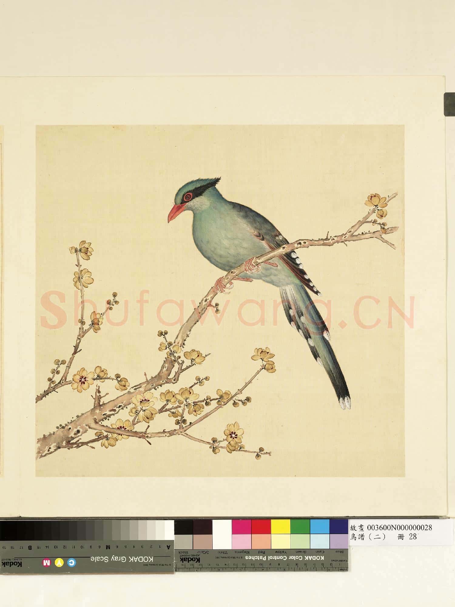鳥譜(二)冊.綠山烏故畫