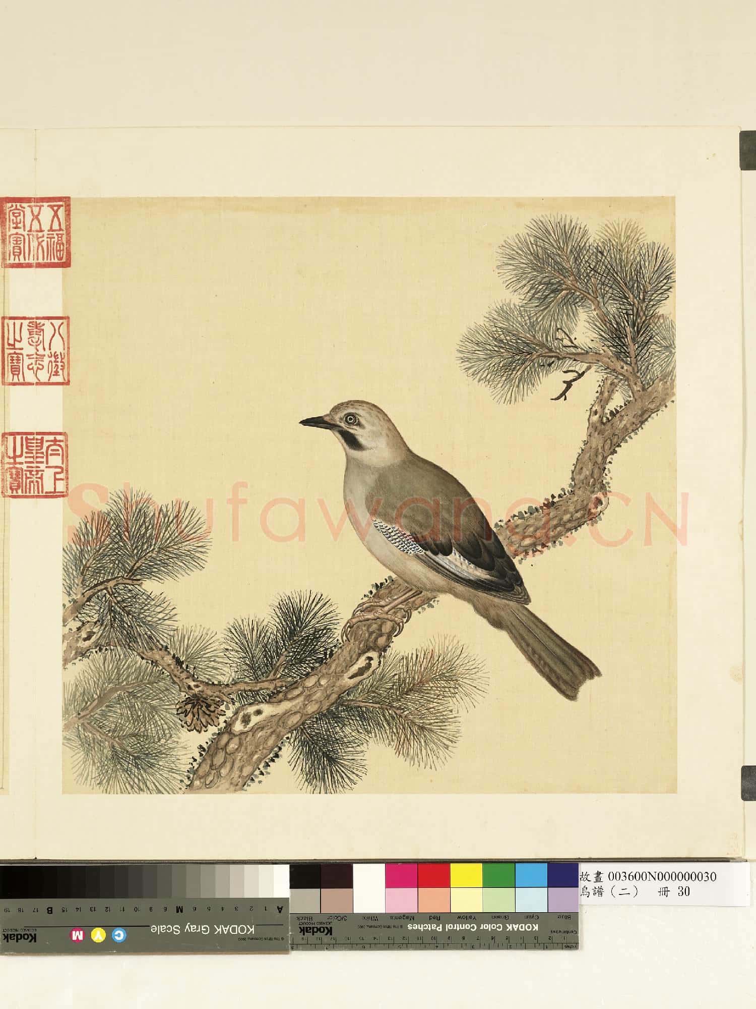 鳥譜(二)冊.白松鴉故畫