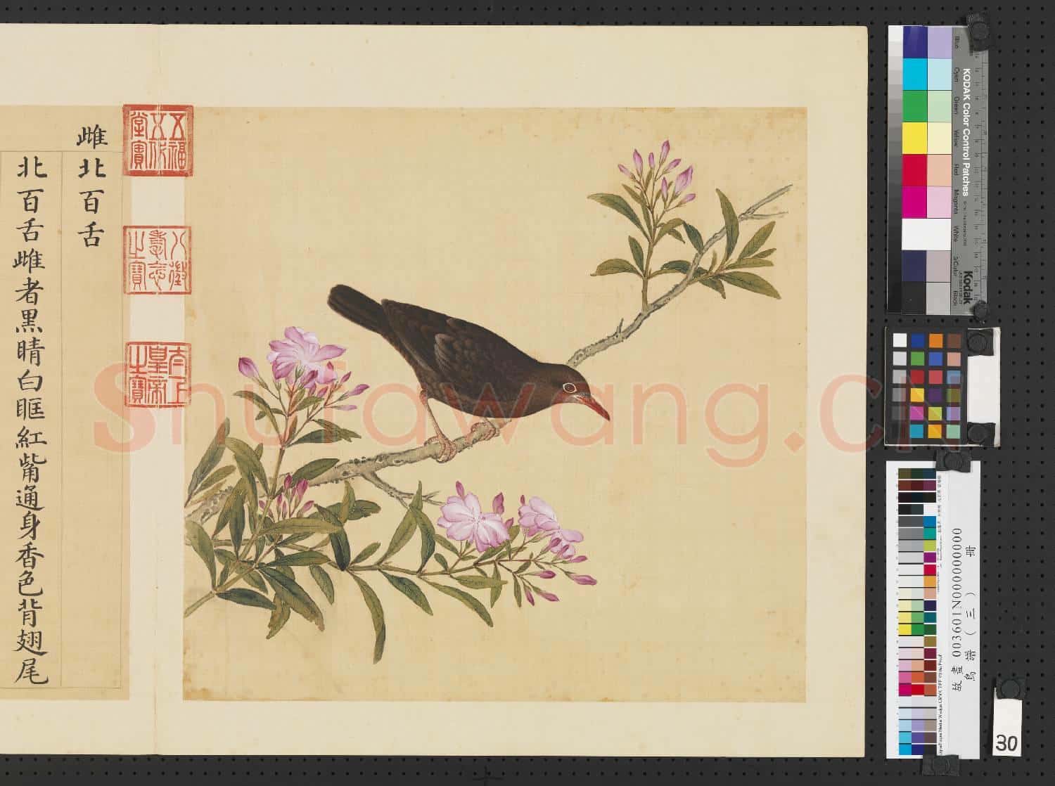 鳥譜(三)冊.雌北百舌故畫