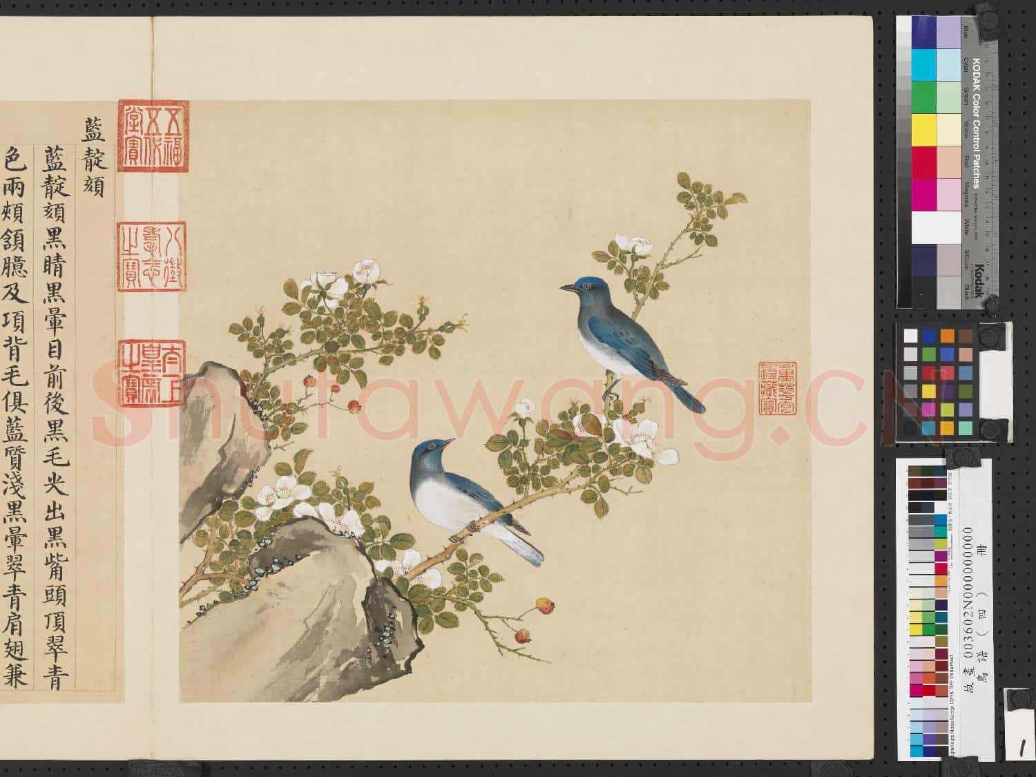 鳥譜(四)冊.藍靛頦故畫