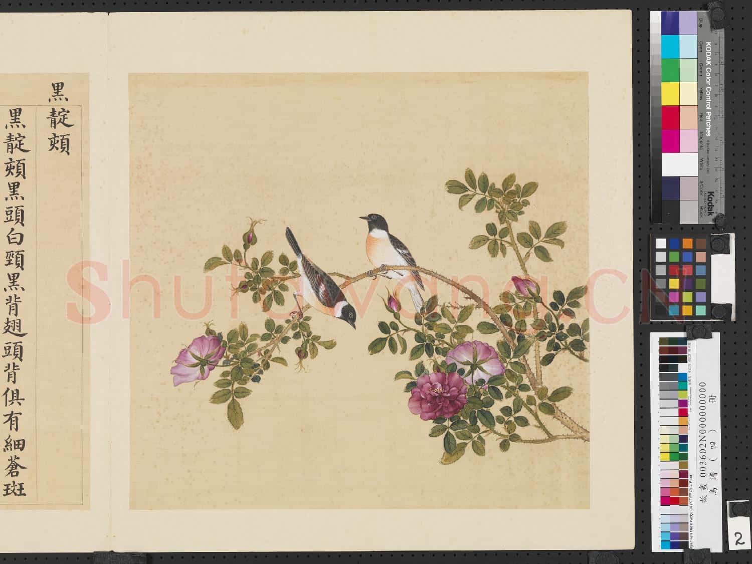 鳥譜(四)冊.黑靛頦故畫