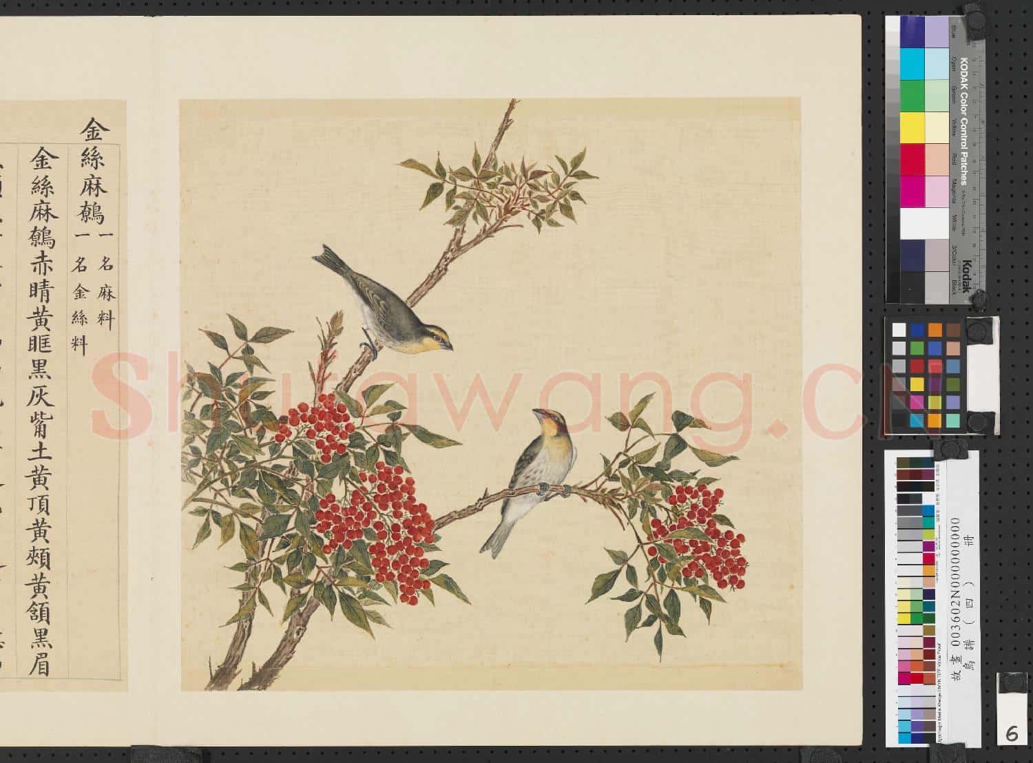 鳥譜(四)冊.金絲麻鷯故畫