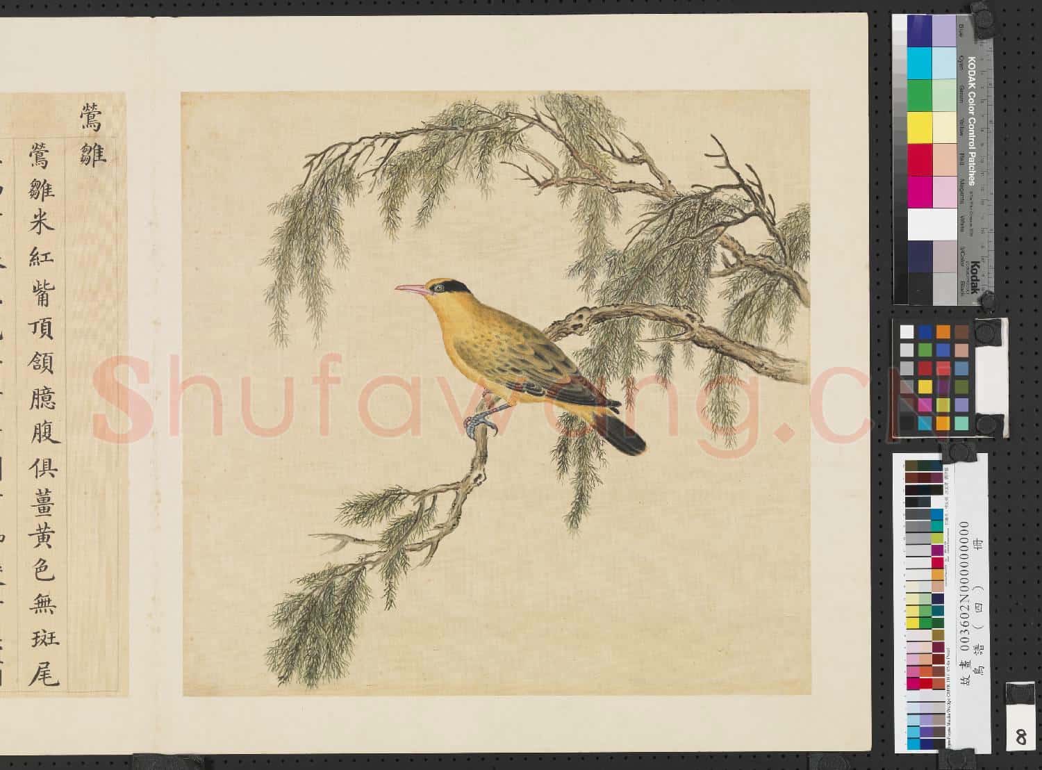 鳥譜(四)冊.鶯雛故畫