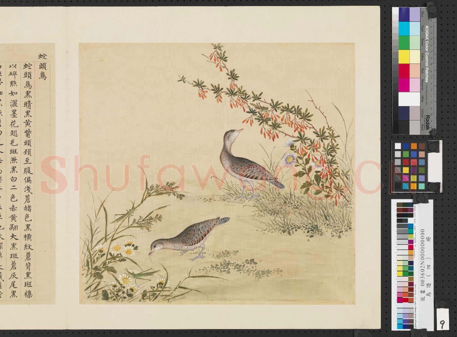 鳥譜(四)冊.蛇頭鳥故畫