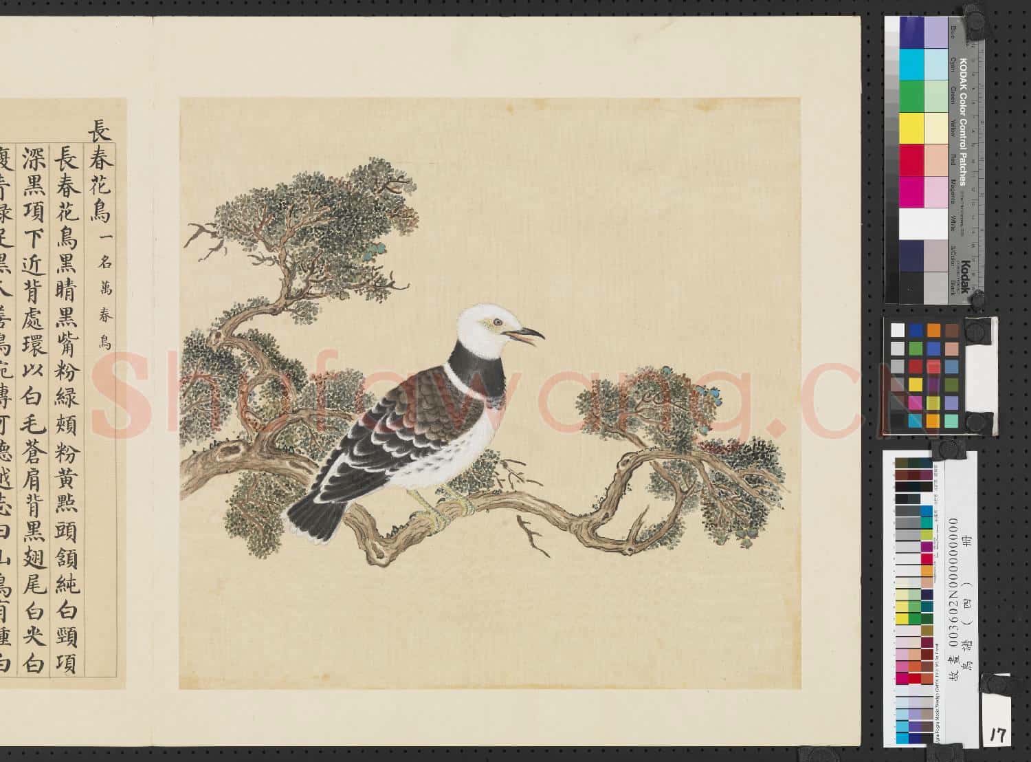 鳥譜(四)冊.長春花鳥故畫