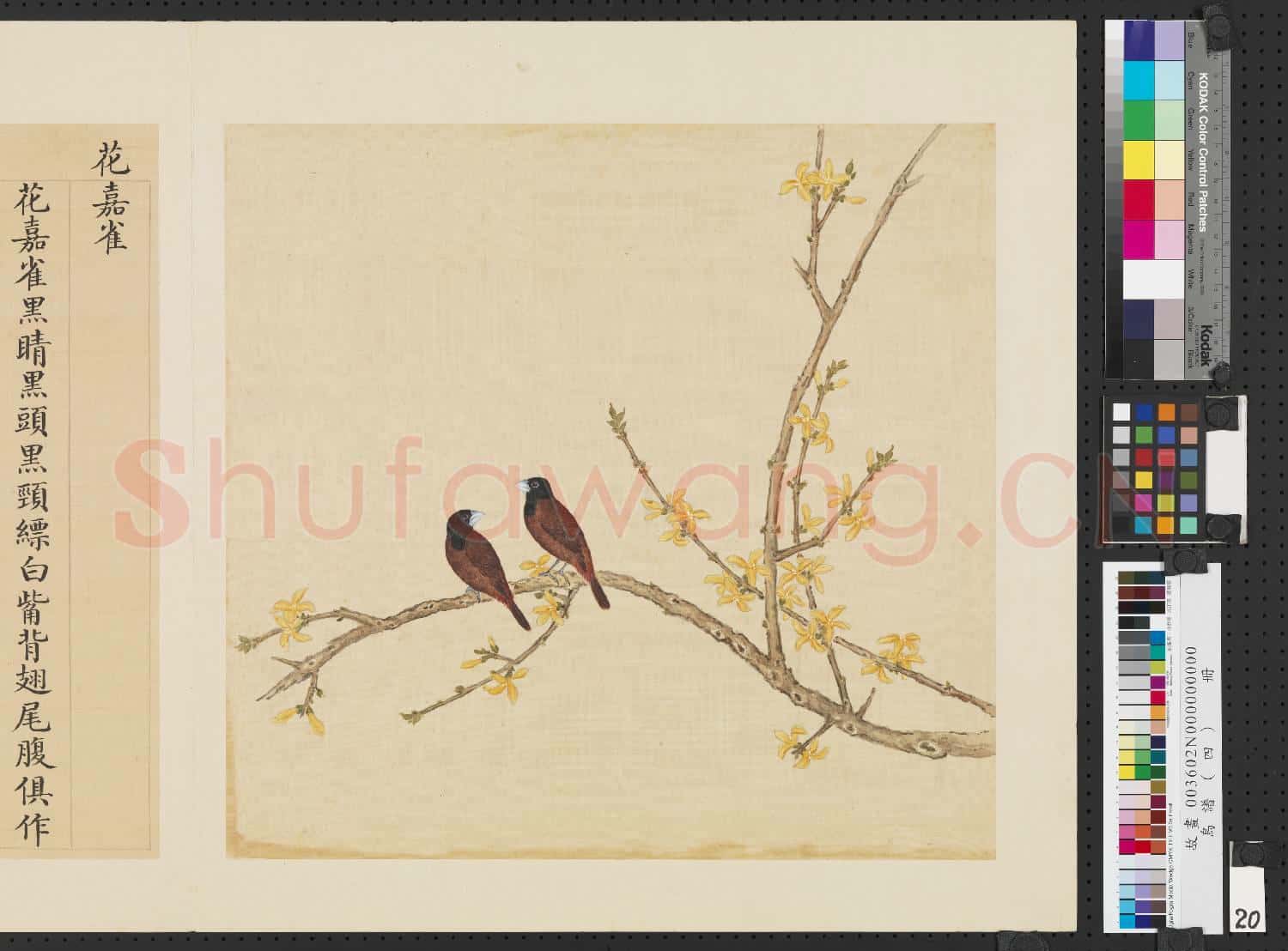 鳥譜(四)冊.花嘉雀故畫