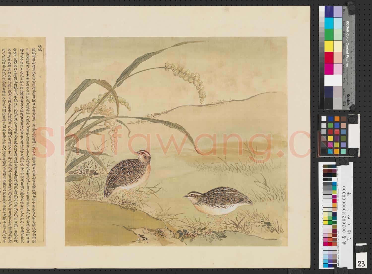 鳥譜(四)冊.鵪鶉故畫