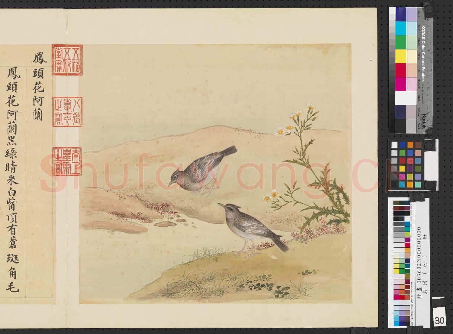 鳥譜(四)冊.鳳頭花阿蘭故畫