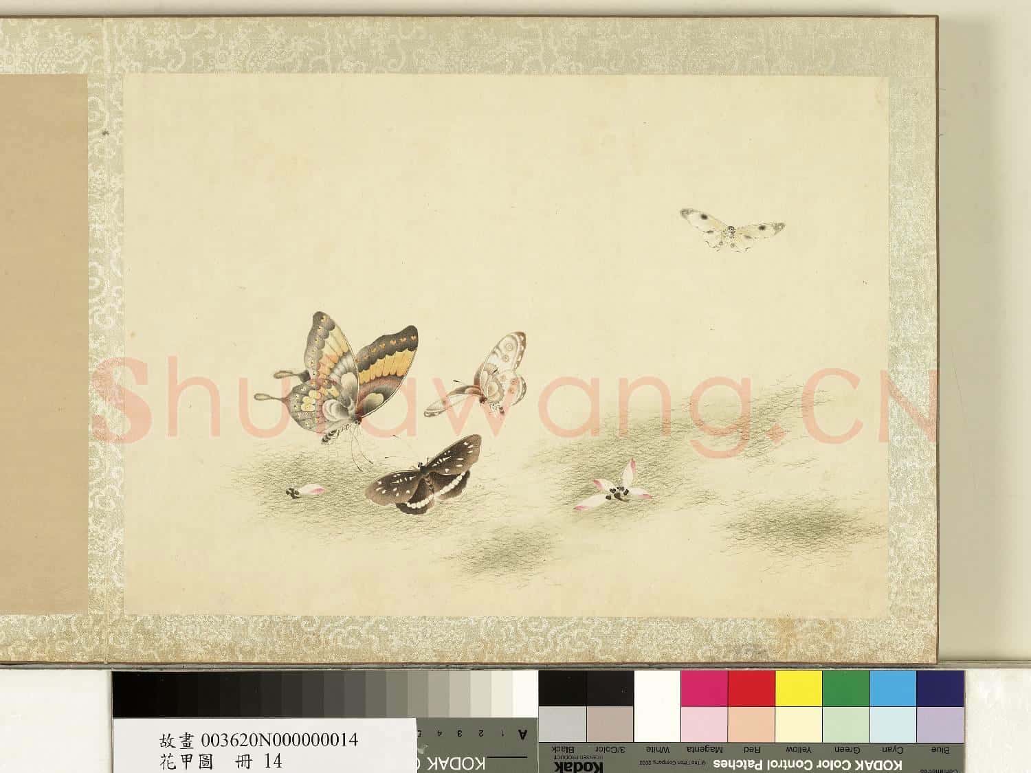 花甲圖.冊.蝴蝶(十四)故畫