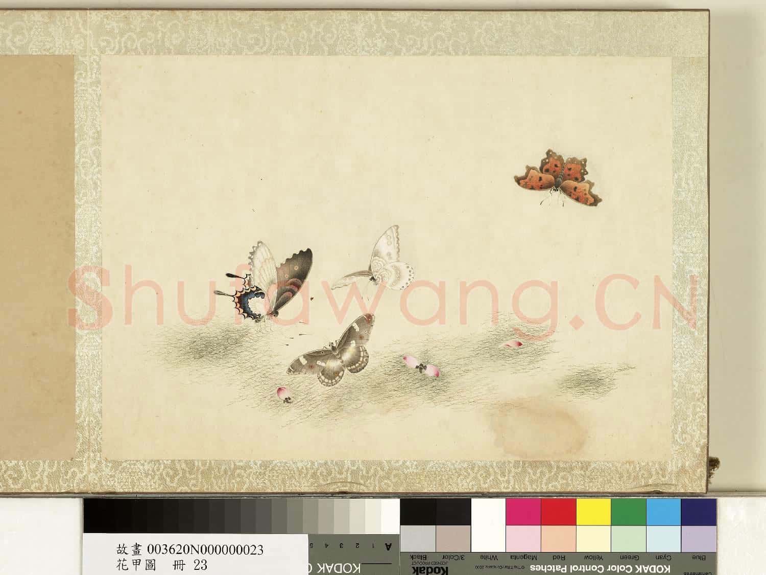 花甲圖.冊.蝴蝶(廿三)故畫