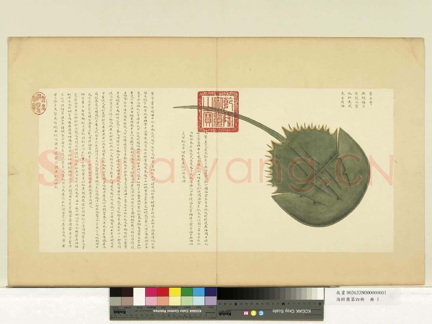 海錯圖第四冊.冊.無款鱟魚故畫