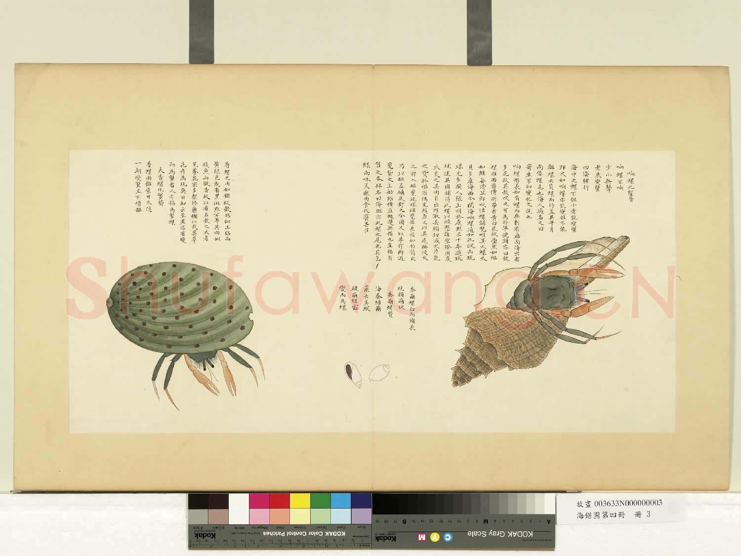 海錯圖第四冊.冊.無款響螺化蟹故畫