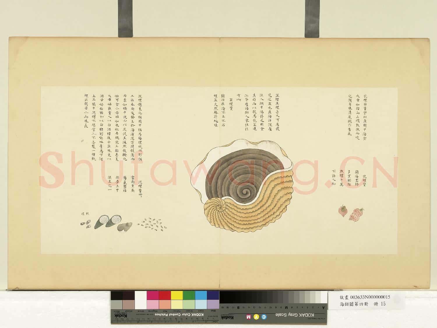海錯圖第四冊.冊.無款花螺故畫