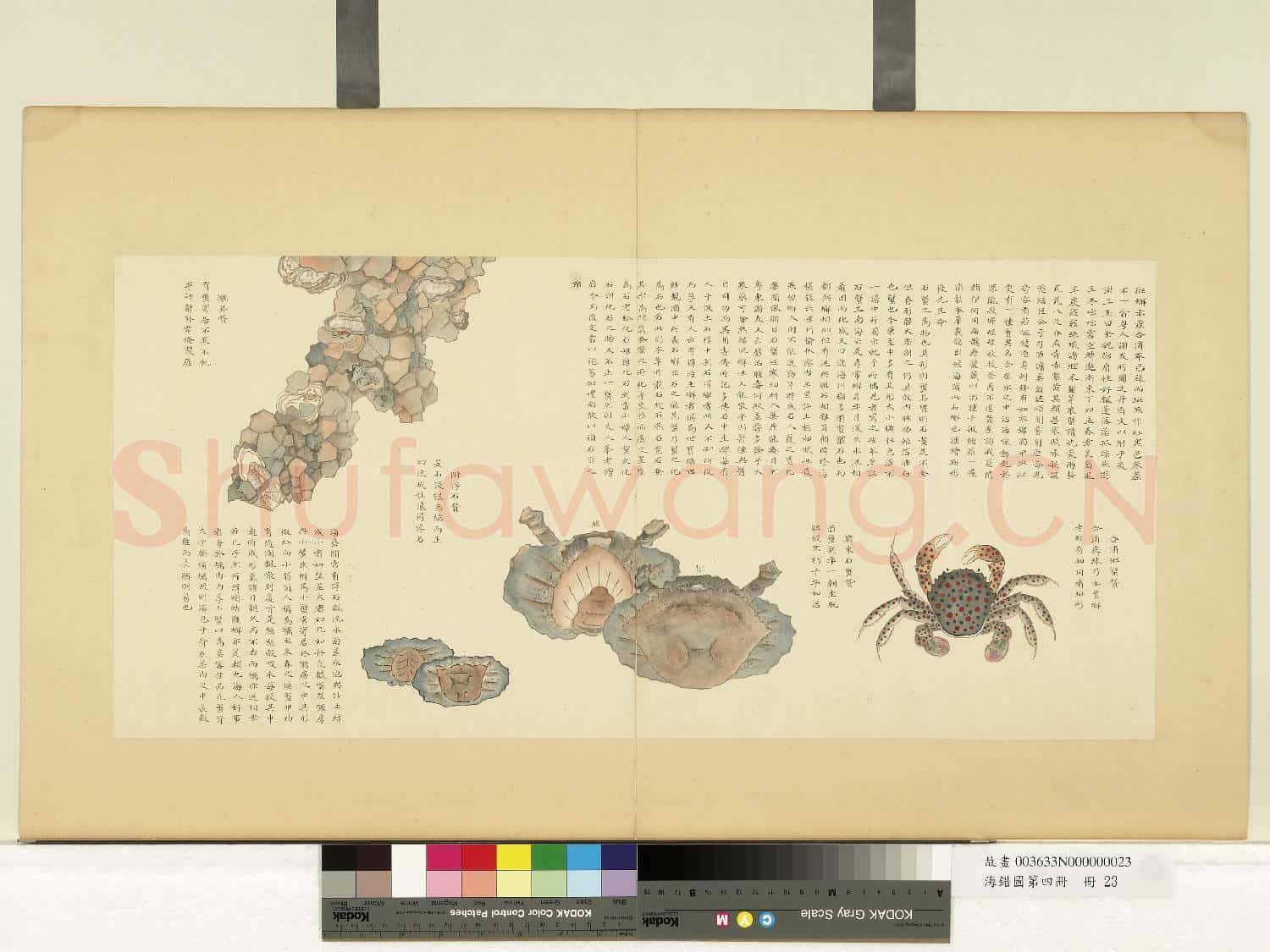 海錯圖第四冊.冊.無款合浦斑蟹故畫