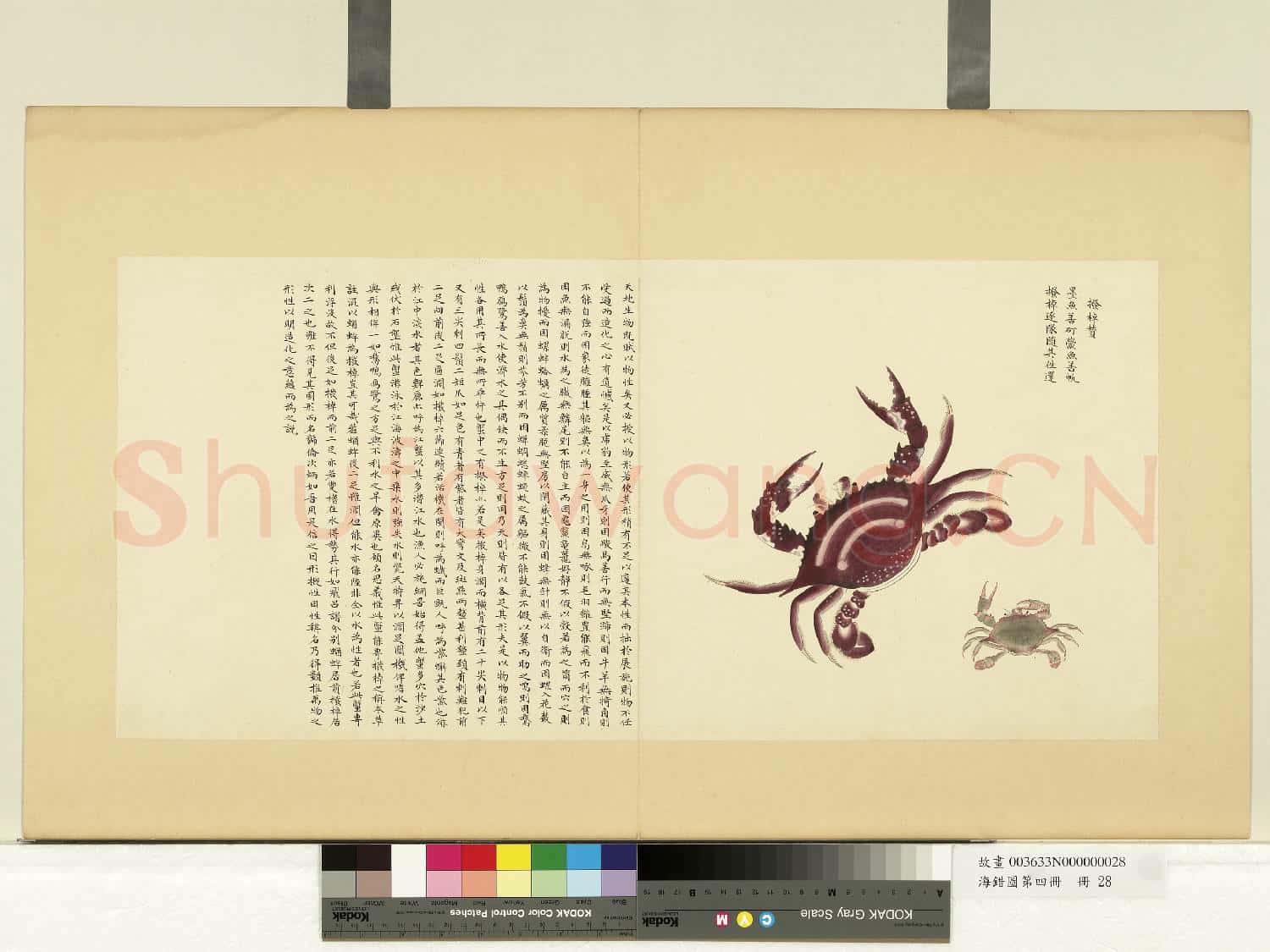 海錯圖第四冊.冊.無款撥棹故畫