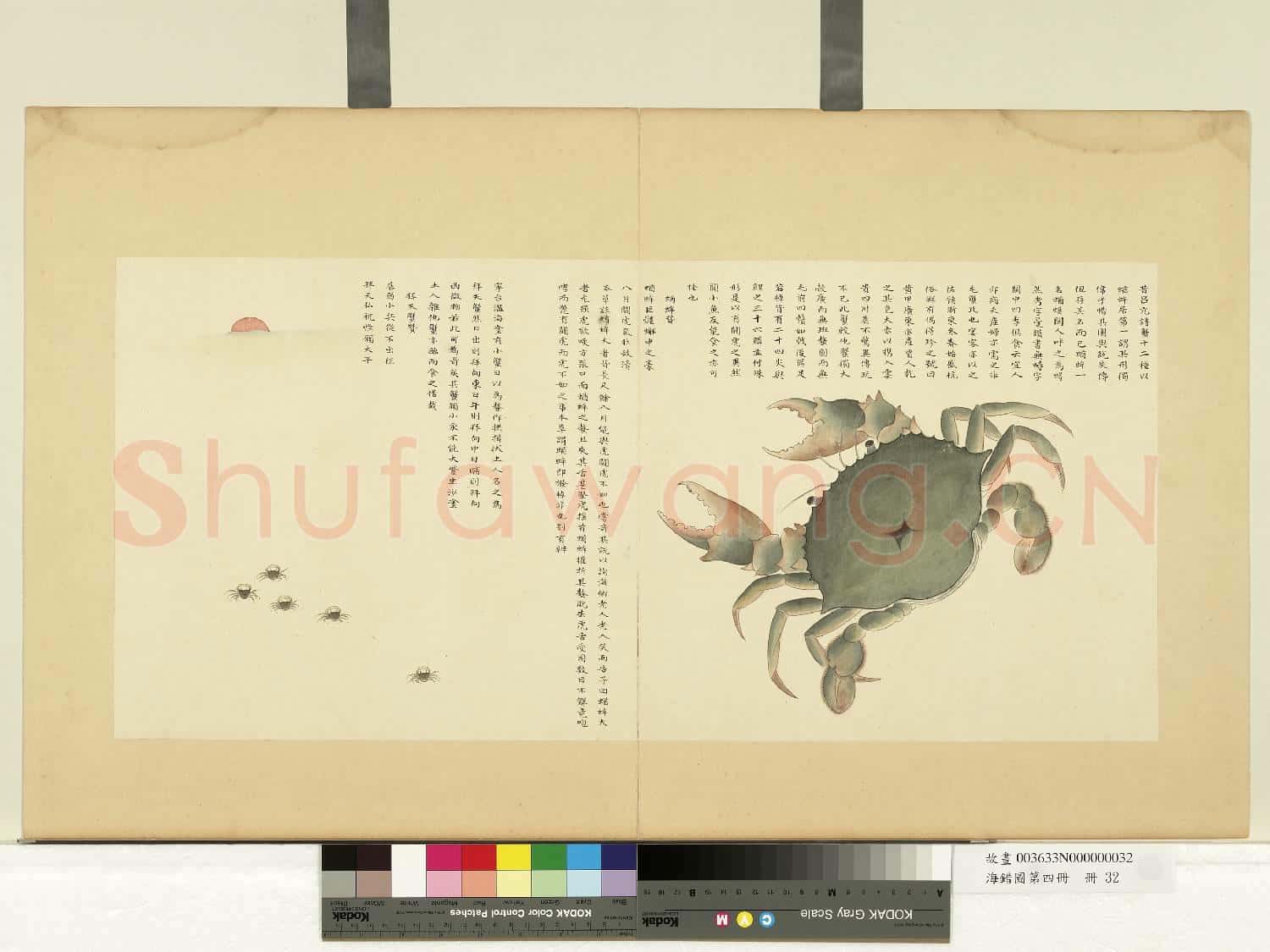海錯圖第四冊.冊.無款蝤蛑故畫