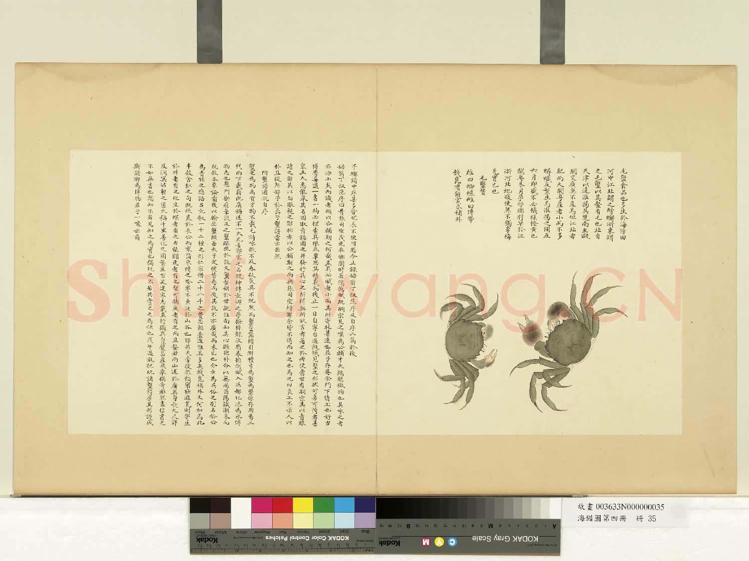 海錯圖第四冊.冊.無款毛蟹故畫