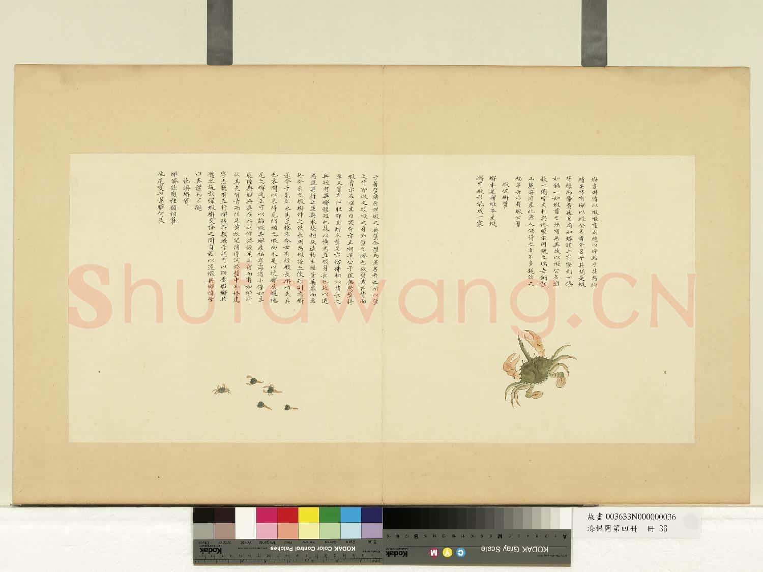海錯圖第四冊.冊.無款蝦公蟹故畫