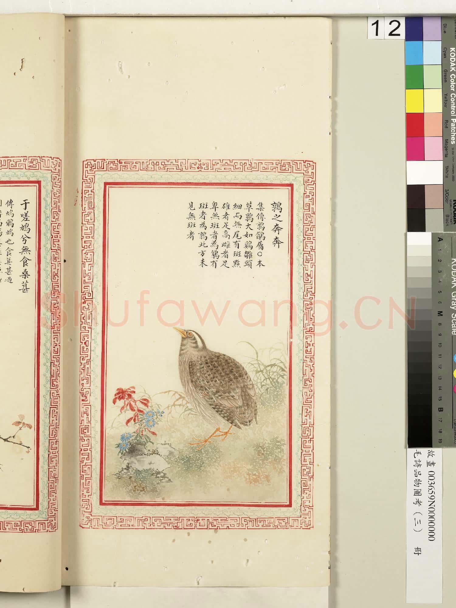 毛詩品物圖考(三)冊.如翬斯飛故畫