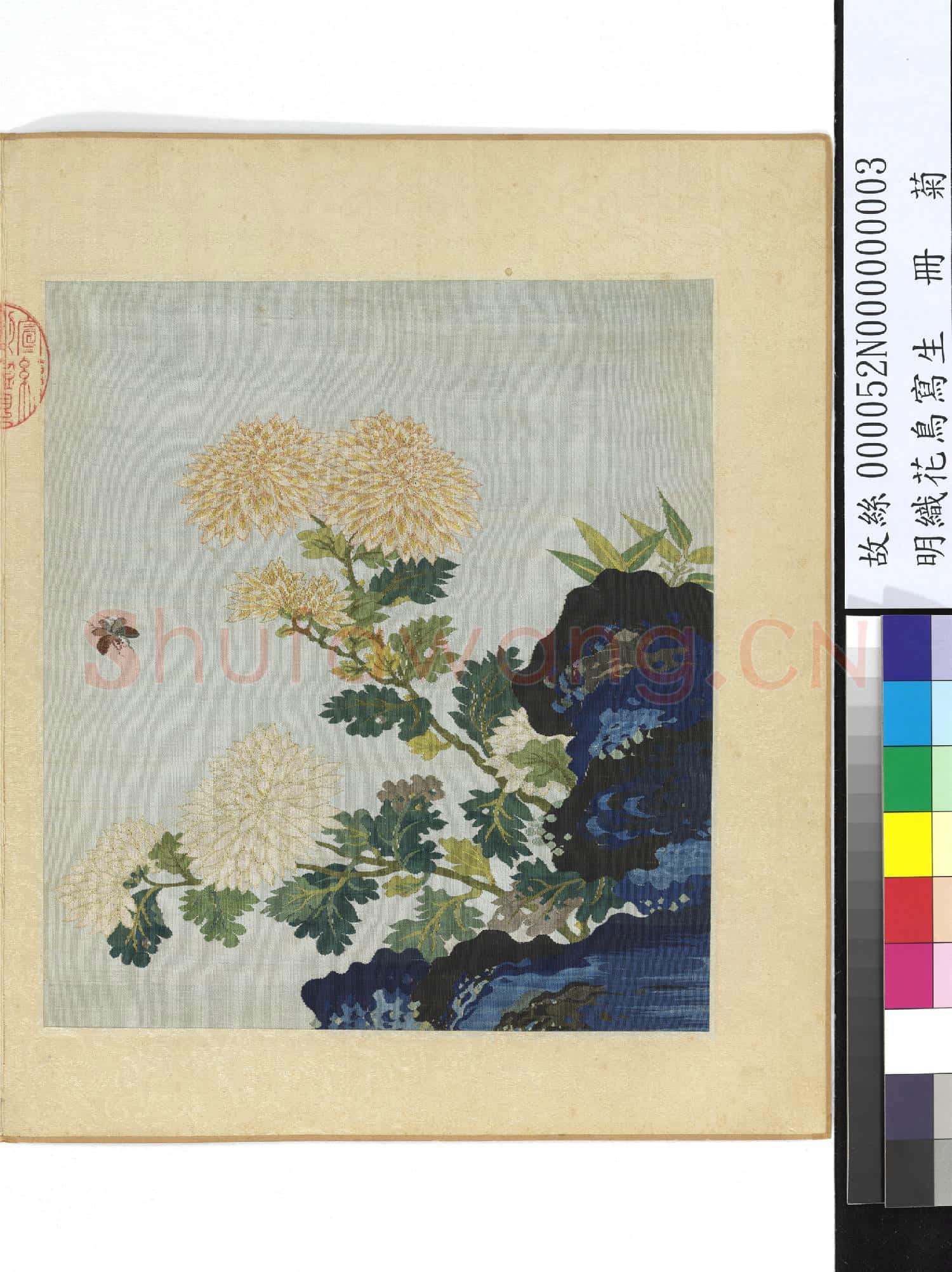 明織花鳥寫生.冊.菊故絲